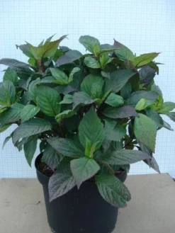 Hortensia (Hydrangea 'Preziosa') -Planten Verkoopwinkel 20120305135330 2 1