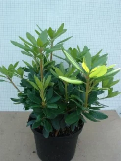 Rhododendron (Rhododendron Catawbiense 'Grandiflorum') -Planten Verkoopwinkel 20120305135657 13
