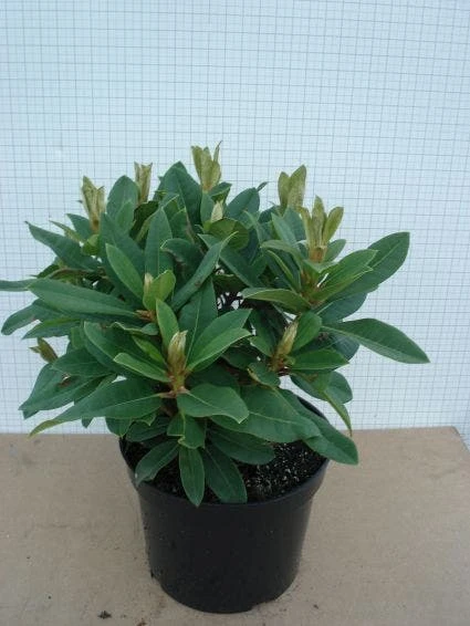 Rhododendron (Rhododendron 'Red Jack') 2 Rhododendron (Rhododendron 'Red Jack') - Afbeelding 2