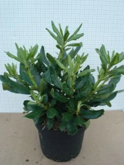 Rhododendron (Rhododendron 'Nova Zembla') -Planten Verkoopwinkel 20120305140253 7