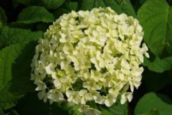 Hortensia (Hydrangea 'Strong Annabelle') -Planten Verkoopwinkel 20120716105647 1