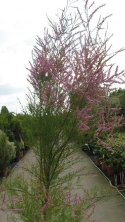 Tamarisk (Tamarix Ramosissima) -Planten Verkoopwinkel 20120821144844 3