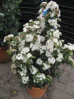 Groenblijvende Sneeuwbal (Viburnum Tinus 'Eve Price') -Planten Verkoopwinkel 20120821145045 50 10