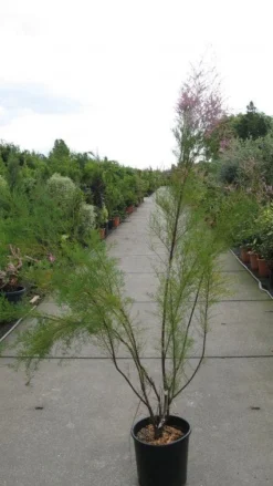 Tamarisk (Tamarix Ramosissima) -Planten Verkoopwinkel 20120821153712 3
