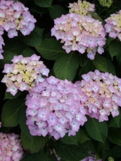 Hortensia (Hydrangea 'Endless Summer' Roze)