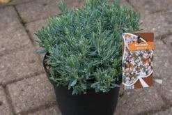Lavendelheide (Andromeda Polifolia 'Blue Ice') -Planten Verkoopwinkel 20120920104257 1 1
