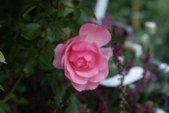 Trosroos (Rosa 'Bonica 82') -Planten Verkoopwinkel 20121002143948 1