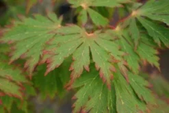 Japanse Esdoorn (Acer Japonicum 'Aconitifolium') -Planten Verkoopwinkel 20121003154202 10 1