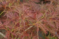 Japanse Esdoorn (Acer Palmatum 'Ornatum') -Planten Verkoopwinkel 20121003155024 10 1