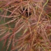 Japanse Esdoorn (Acer Palmatum 'Ornatum')