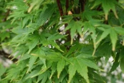 Japanse Esdoorn (Acer Palmatum 'Sangokaku') -Planten Verkoopwinkel 20121003155550 9