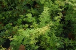 Japanse Esdoorn (Acer Palmatum 'Seiryu') -Planten Verkoopwinkel 20121003155629 6 1