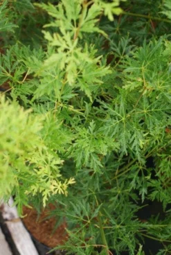 Japanse Esdoorn (Acer Palmatum 'Seiryu') -Planten Verkoopwinkel 20121003155652 6 1