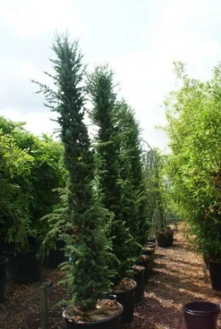 Zuilvormige Ceder (Cedrus Libani 'Fastigiata')