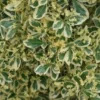Kardinaalshoed Als Pyramide (Euonymus Japonicus 'Bravo')