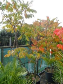 Fluweelboom, Struik (Rhus Typhina 'Dissecta' (Laciniata)) -Planten Verkoopwinkel 20121012085607 5