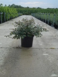 Abelia (Abelia Grandiflora) -Planten Verkoopwinkel 20121012121134 9