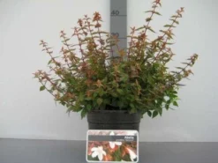 Abelia (Abelia Grandiflora 'Sherwood') -Planten Verkoopwinkel 20121016143037 2 1