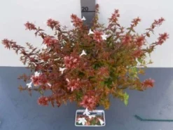 Abelia (Abelia Grandiflora 'Sherwood') -Planten Verkoopwinkel 20121017125907 2 1