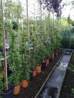 Vuurdoorn (Pyracantha 'Soleil D'Or') -Planten Verkoopwinkel 20121017141100 4