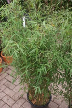 Niet Woekerende Bamboe (Fargesia 'Jiuzhaigou') -Planten Verkoopwinkel 20121113150728 4