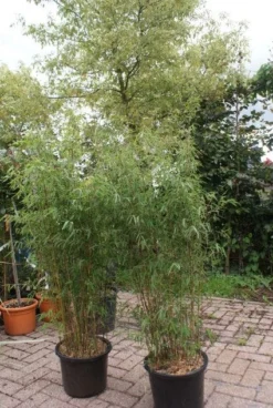 Niet Woekerende Bamboe (Fargesia 'Jiuzhaigou') -Planten Verkoopwinkel 20121113150912 4