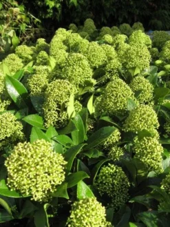 Skimmia (Skimmia Japonica 'Fragrant Cloud') -Planten Verkoopwinkel 20121121145218 2