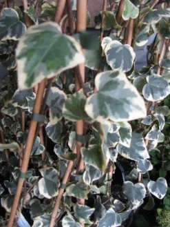 Kaukasische Klimop (Hedera Colchica 'Dentata Variegata')