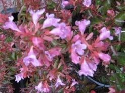 Abelia (Abelia Grandiflora 'Hopleys') -Planten Verkoopwinkel 20121121151129 6