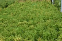 Niet Woekerende Bamboe (Fargesia Murieliae 'Simba') -Planten Verkoopwinkel 20121229102434 6