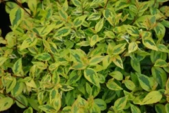 Abelia (Abelia Grandiflora 'Kaleidoscope') -Planten Verkoopwinkel 20121229104341 2