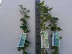 Klimop In Boogvorm (Hedera Hibernica) -Planten Verkoopwinkel 20130120142024 1 1