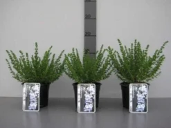 Prostanthera (Prostanthera Cuneata) -Planten Verkoopwinkel 20130120155913 1