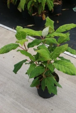 Fluweelhortensia (Hydrangea Aspera 'Macrophylla') -Planten Verkoopwinkel 20130121123911 6 1