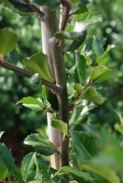 Blauwe Hulst (Ilex Meserveae 'Blue Prince') -Planten Verkoopwinkel 20130121125422 10
