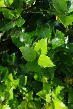Blauwe Hulst (Ilex Meserveae 'Blue Prince') -Planten Verkoopwinkel 20130121125453 10