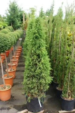 Jeneverbes (Juniperus Communis 'Hibernica') -Planten Verkoopwinkel 20130121125813 7