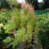 Tamarisk (Tamarix Ramosissima)