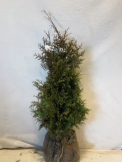 Levensboom (Thuja Plicata 'Gelderland')
