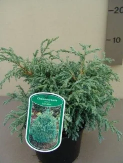 Dwergcypres (Chamaecyparis 'Baby Blue')