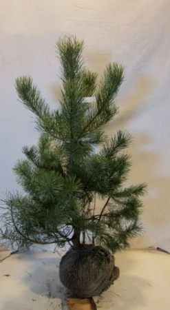 Grove Den, Solitair (Pinus Sylvestris) -Planten Verkoopwinkel 20130125134849 18