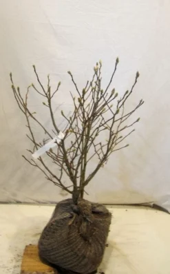 Stermagnolia (Magnolia Stellata) -Planten Verkoopwinkel 20130125153753 13 1