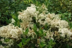 Texaanse Liguster/Liguster (Ligustrum Texanum 'Silver Star') -Planten Verkoopwinkel 20130125154606 4