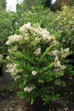 Texaanse Liguster/Liguster (Ligustrum Texanum 'Silver Star') -Planten Verkoopwinkel 20130125154621 4