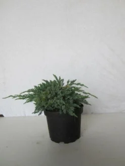 Jeneverbes (Juniperus Squamata 'Blue Carpet') -Planten Verkoopwinkel 20130125154733 4