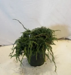 Jeneverbes (Juniperus Squamata 'Blue Carpet') 11 Jeneverbes (Juniperus Squamata 'Blue Carpet') -Planten Verkoopwinkel 20130125154745 4 1