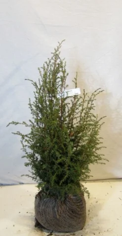 Jeneverbes (Juniperus Communis 'Suecica')