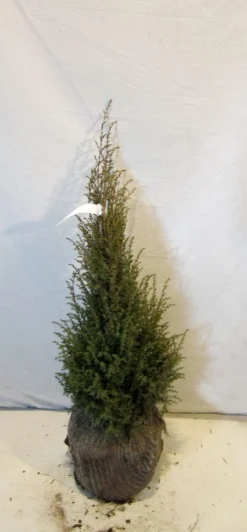 Jeneverbes (Juniperus Communis 'Hibernica') -Planten Verkoopwinkel 20130125161445 7 1