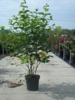 Japanse Slangehuidesdoorn (Acer Rufinerve) 7 Japanse Slangehuidesdoorn (Acer Rufinerve) -Planten Verkoopwinkel 20130214095426 11