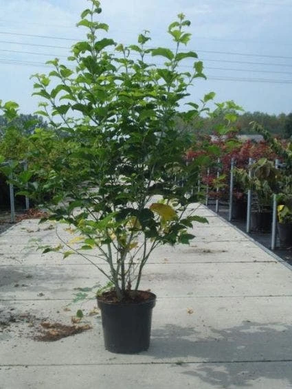 Japanse Slangehuidesdoorn (Acer Rufinerve) 4 Japanse Slangehuidesdoorn (Acer Rufinerve) - Afbeelding 4